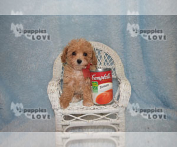 Medium Photo #1 Poodle (Toy) Puppy For Sale in SANGER, TX, USA