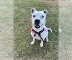 Small Photo #13 Bulldog-Unknown Mix Puppy For Sale in Chandler, AZ, USA