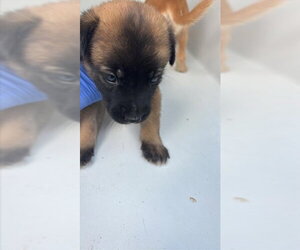 Labrador Retriever-Unknown Mix Dogs for adoption in Houston, TX, USA