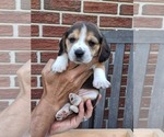 Small #12 Beagle
