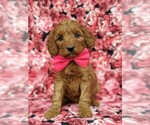 Small Photo #1 Goldendoodle Puppy For Sale in LINCOLN UNIV, PA, USA