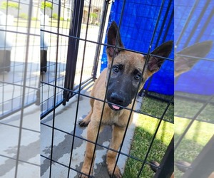 Belgian Malinois Puppy for sale in INMAN, SC, USA