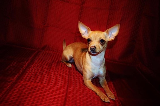 Medium Photo #1 Chihuahua Puppy For Sale in GLEN BURNIE, MD, USA