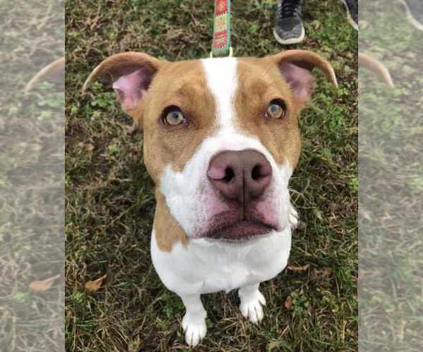 Medium Photo #1 Bulldog-Unknown Mix Puppy For Sale in Elmsford, NY, USA