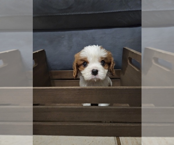 Medium Photo #11 Cavalier King Charles Spaniel Puppy For Sale in SAINT PETERSBURG, FL, USA