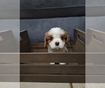 Small Photo #11 Cavalier King Charles Spaniel Puppy For Sale in SAINT PETERSBURG, FL, USA