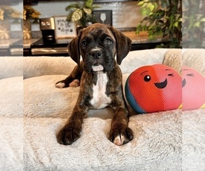 Boxer Puppy for sale in GREENWOOD, IN, USA