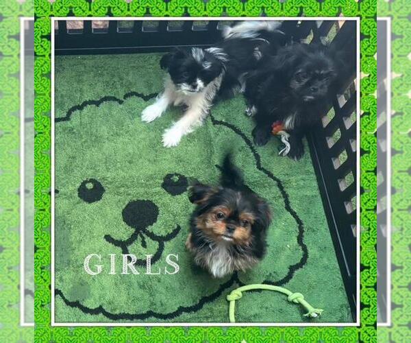 Medium Photo #7 Japanese Chin-Shorkie Tzu Mix Puppy For Sale in FALL CREEK, WI, USA