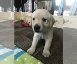 Small Photo #1 Golden Labrador Puppy For Sale in ESTERO, FL, USA