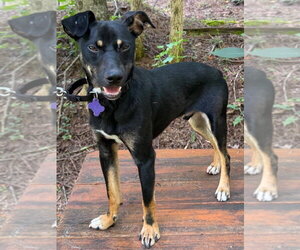 Mutt Dogs for adoption in Ellijay, GA, USA