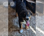 Small #2 Australian Shepherd