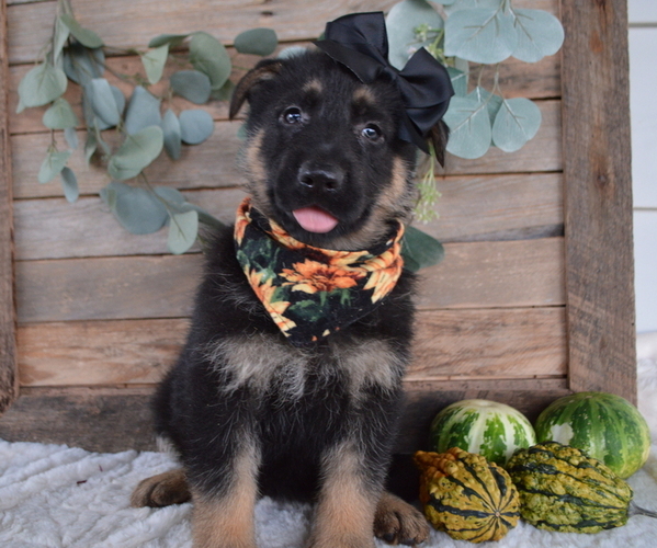 Medium Photo #3 German Shepherd Dog Puppy For Sale in HONEY BROOK, PA, USA