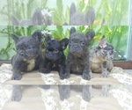 Small #11 French Bulldog