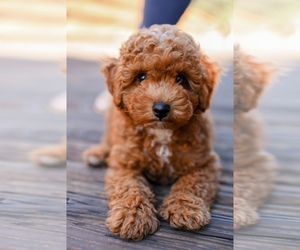 Poodle (Toy) Puppy for sale in CITRUS HEIGHTS, CA, USA