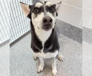 Siberian Husky-Unknown Mix Dogs for adoption in Houston, TX, USA