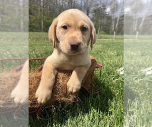 Labrador Retriever Puppy for sale in NEOLA, WV, USA