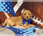 Small Photo #3 Cavapoo Puppy For Sale in NEW PROVIDENCE, PA, USA
