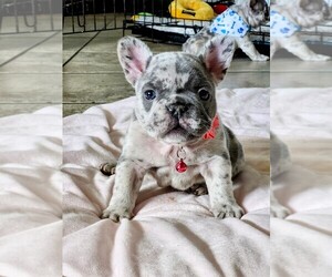 French Bulldog Litter for sale in PASCO, WA, USA