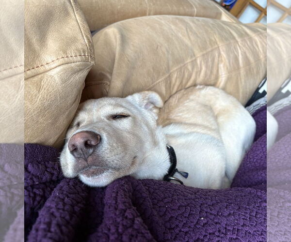 Medium Photo #4 Labrador Retriever-Unknown Mix Puppy For Sale in Fargo, ND, USA