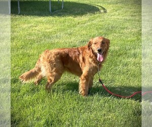 Father of the Golden Retriever puppies born on 07/17/2025