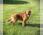 Small Photo #1 Golden Retriever Puppy For Sale in BAYARD, NE, USA