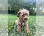 Small #20 Poodle (Miniature)