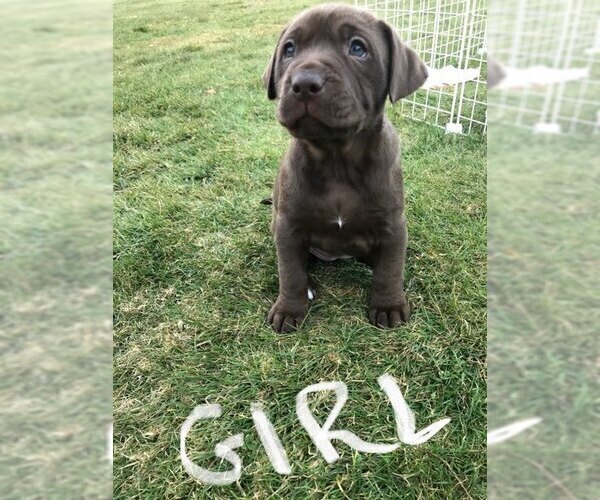 Medium Photo #9 American Bully-Labrador Retriever Mix Puppy For Sale in BLAINE, WA, USA