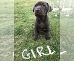 Small Photo #9 American Bully-Labrador Retriever Mix Puppy For Sale in BLAINE, WA, USA