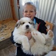 Great Pyrenees Puppy for sale in FRANKTOWN, CO, USA