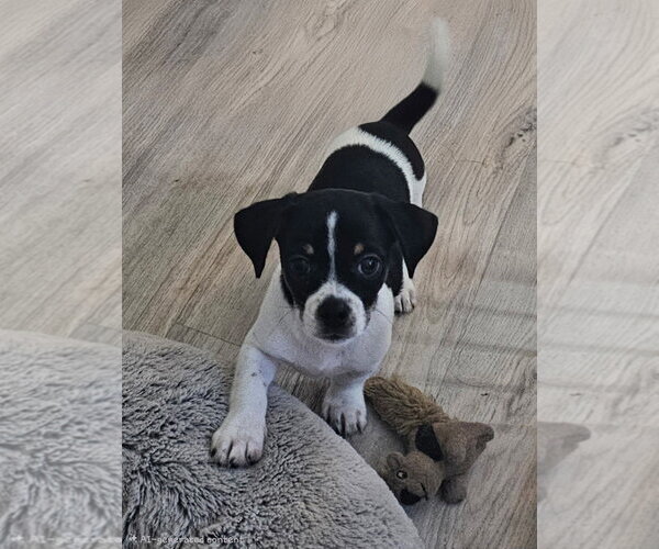 Medium Photo #1 Shih Tzu-Unknown Mix Puppy For Sale in Royal Palm Beach, FL, USA
