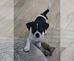 Small Shih Tzu Mix