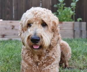 Father of the Goldendoodle puppies born on 04/15/2021