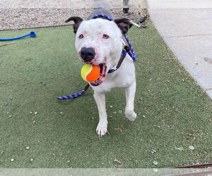 American Pit Bull Terrier-Unknown Mix Dogs for adoption in phoenix, AZ, USA
