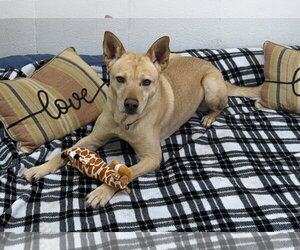 Groot - Male Shepradors Dog for Adoption - Photo #2