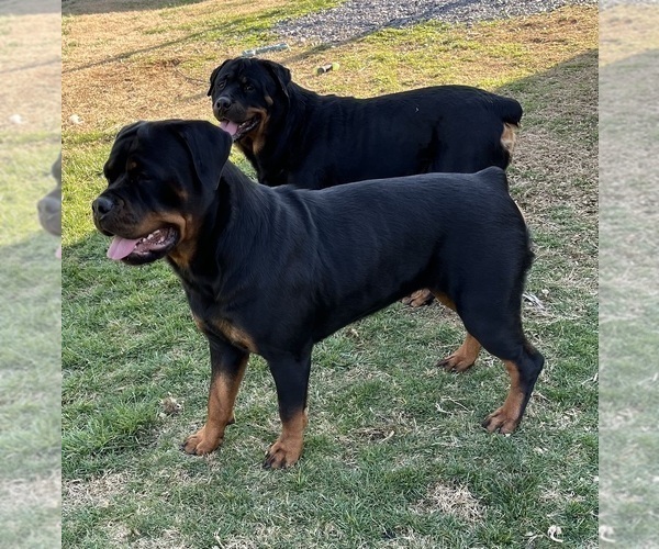 Medium Photo #20 Rottweiler Puppy For Sale in BULLS GAP, TN, USA
