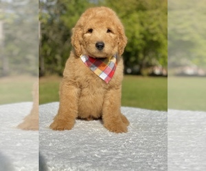 Goldendoodle Puppy for sale in FROSTPROOF, FL, USA