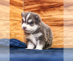Small #8 Pomsky