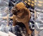 Small Photo #16 Olde English Bulldogge Puppy For Sale in WINGATE, NC, USA