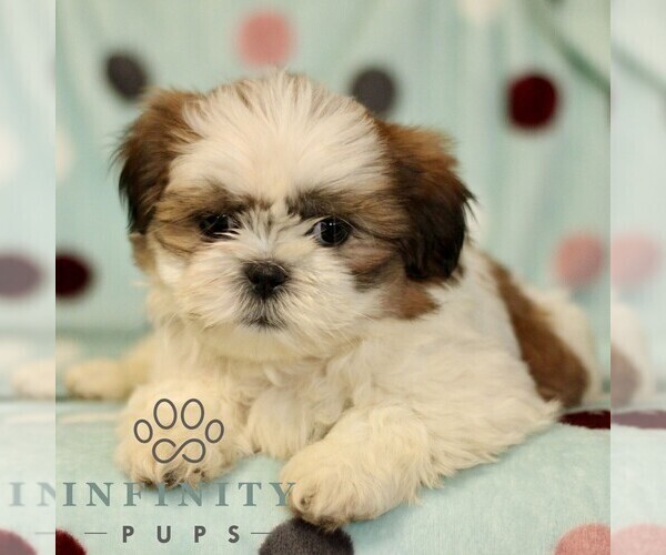 Medium Photo #3 Shih Tzu Puppy For Sale in BIRD IN HAND, PA, USA