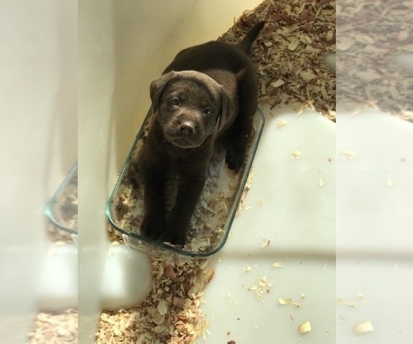 Medium Photo #1 Labrador Retriever Puppy For Sale in CANAJOHARIE, NY, USA