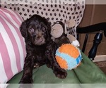 Small Photo #61 Australian Labradoodle Puppy For Sale in W FIELD, NC, USA