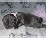 Small Photo #43 French Bulldog Puppy For Sale in MIMS, FL, USA