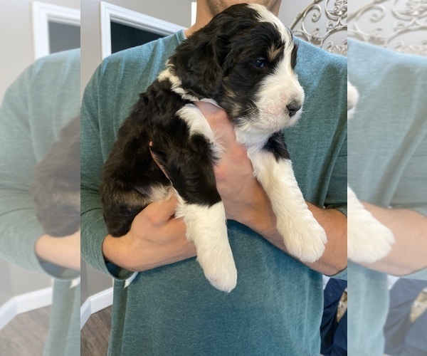 Medium Photo #2 Bernedoodle Puppy For Sale in SOUTHAVEN, MS, USA