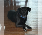 Small #2 Retriever  Mix