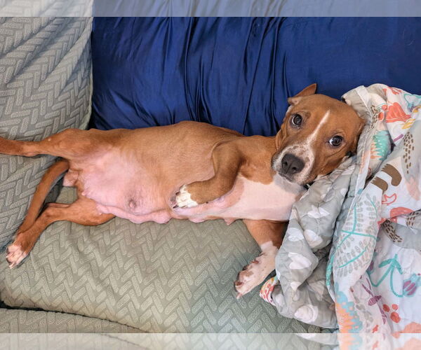 Medium Photo #8 Beagle-Unknown Mix Puppy For Sale in Shermans Dale, PA, USA