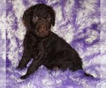 Small #2 Labradoodle mix (+ Poodle Standard)
