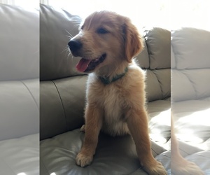 Golden Retriever Puppy for sale in SANTA ANA, CA, USA