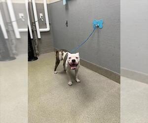 Mutt Dogs for adoption in Las Vegas, NV, USA