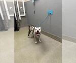 Small Mutt