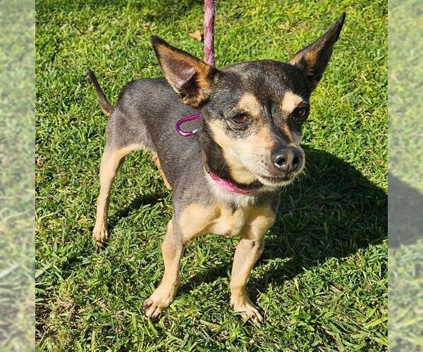 Medium Photo #1 Chihuahua Puppy For Sale in Camarillo, CA, USA